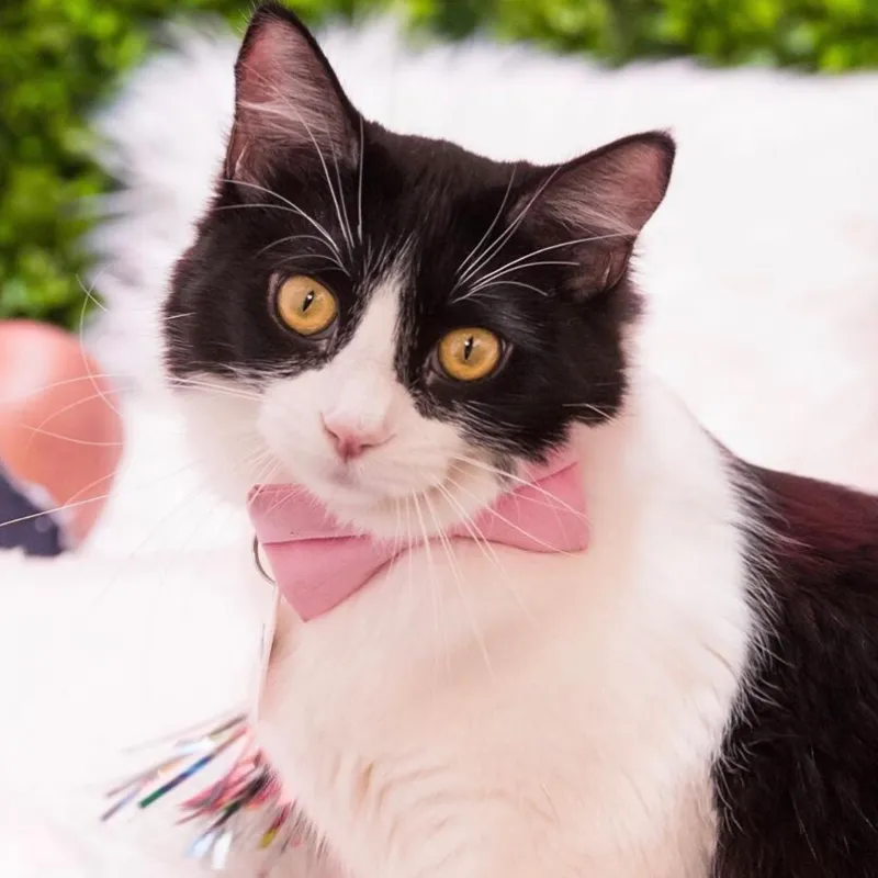 Pet Bow Tie - "Color Collection - Pastel Pink" - Baby Pink Cat Collar Bow Tie / Kitten Bow / Dog Bowtie / Wedding / Removable (One Size)